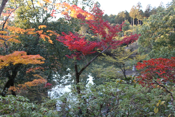 紅葉期の京都・金閣寺「安民澤」/癒し憩い画像データベース