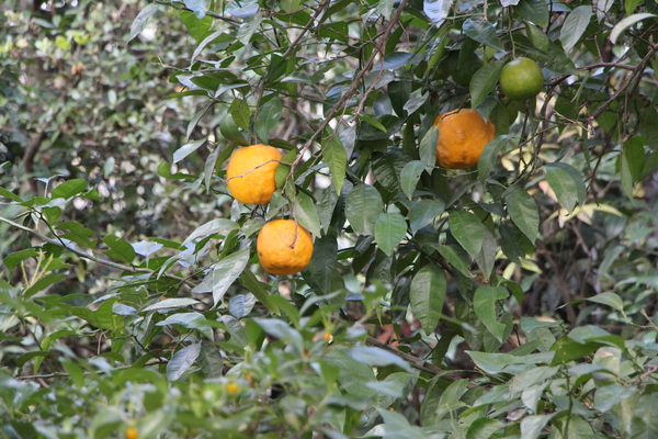 柑橘類の果実/癒し憩い画像データベース