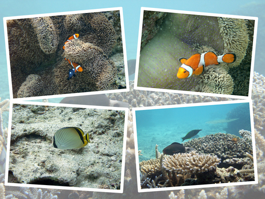珊瑚と熱帯魚たち