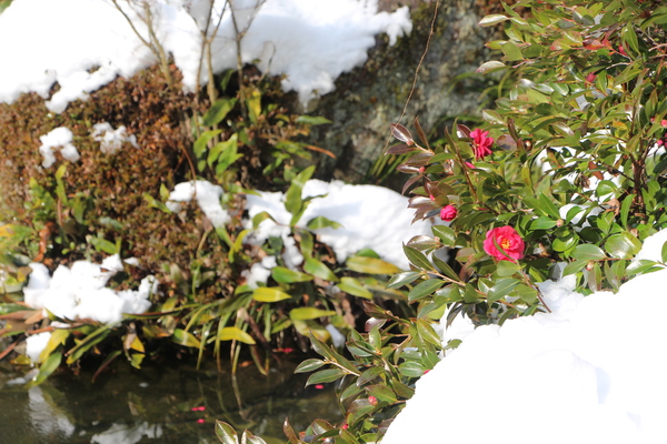 サザンカと雪の庭/癒し憩い画像データベース