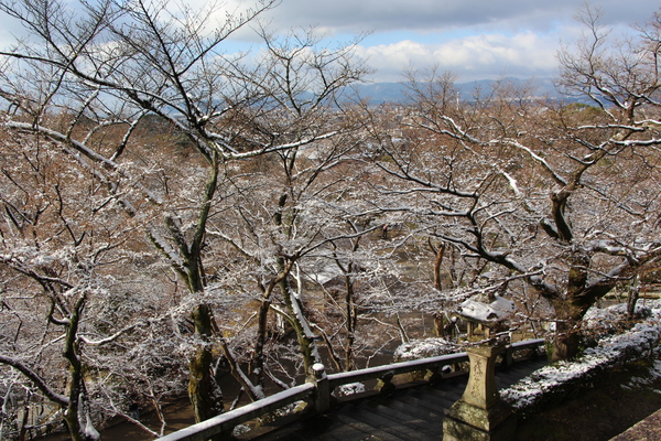 京都・清水寺の樹氷