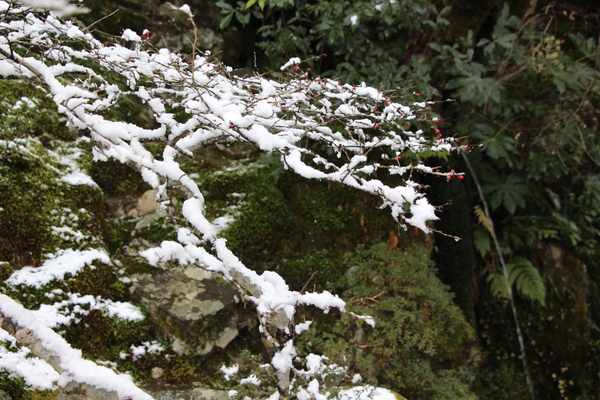 積雪の枝と銀閣寺「洗月泉」