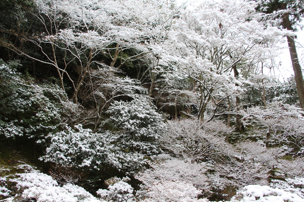 積雪の森/癒し憩い画像データベース