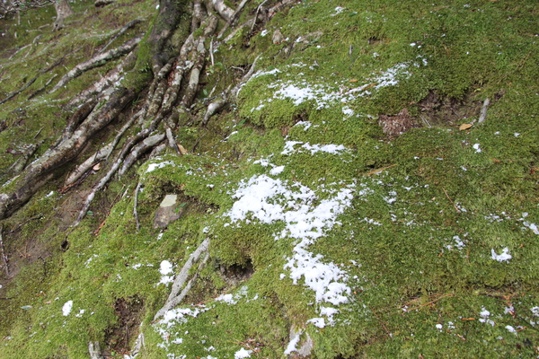 古木の根と薄雪の苔