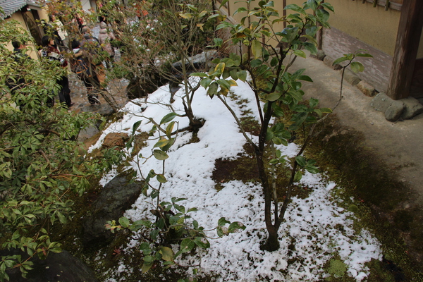 浅い積雪の庭/癒し憩い画像データベース