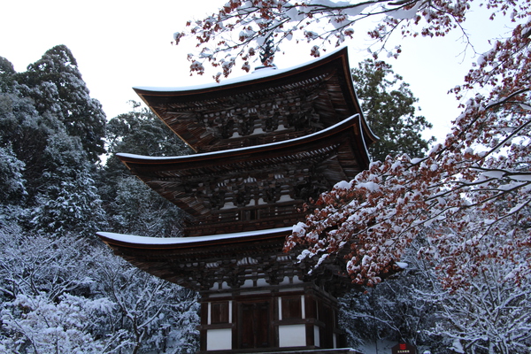 雪の湖東・西明寺「三重塔と枯れ楓」/癒し憩い画像データベース