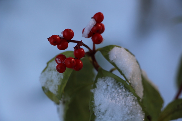 積雪の赤い実と緑葉/癒し憩い画像データベース