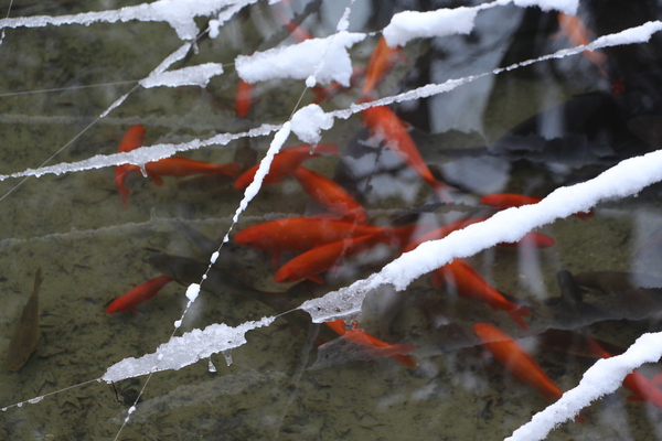 雪の湖東・西明寺「庭園池の鯉たち」/癒し憩い画像データベース