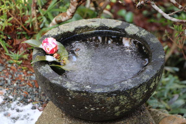 氷結した水鉢とツバキの花/癒し憩い画像データベース