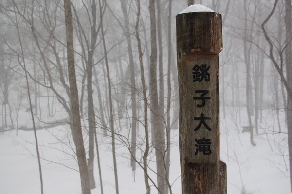 積雪の奥入瀬渓流「銚子大滝の標識」と風雪の森