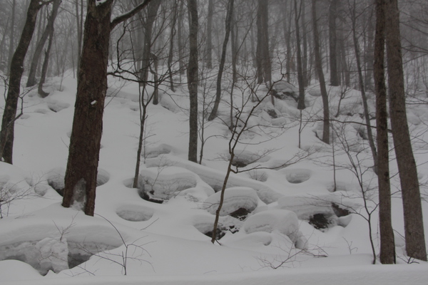 雪の奥入瀬渓流「冬木立の森」