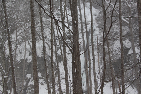 雪の奥入瀬渓流「降雪の原生林」