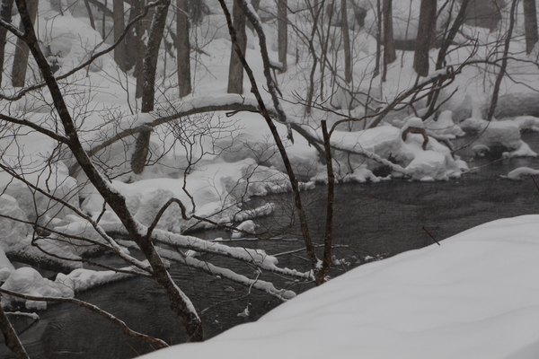 積雪期の奥入瀬渓流「雪の枝木」