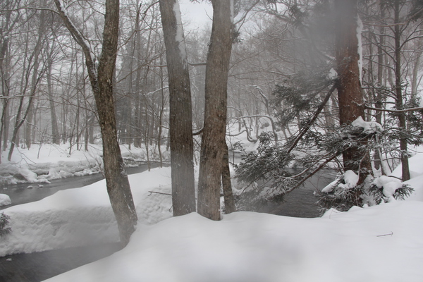 降雪にかすむ奥入瀬渓流の木々