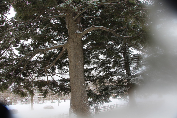 積雪の弘前城「常緑樹の古木」