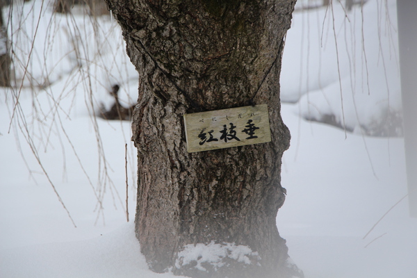 積雪の弘前城「紅枝垂」の幹