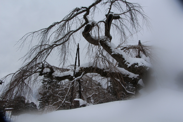 名木「積雪の弘前枝枝垂れ」