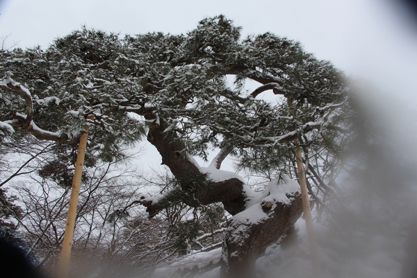 積雪の弘前城「鶴の松」/癒し憩い画像データベース