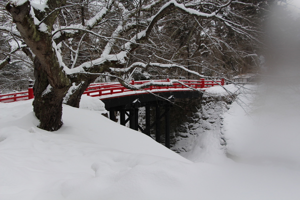 冬木立の桜木と朱橋と濠