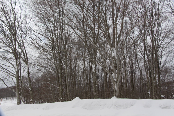 積雪のブナの森