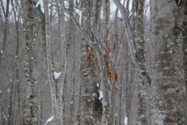 冬のブナの森