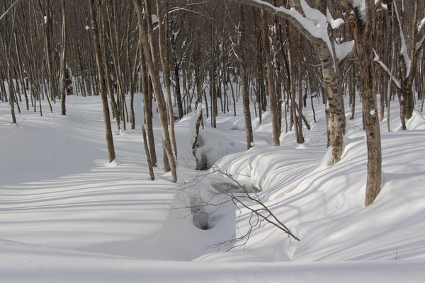雪原の森と木々の影/癒し憩い画像データベース