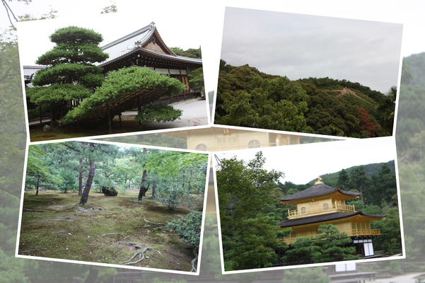 夏緑の金閣寺「陸舟の松」と周辺/癒し憩い画像データベース