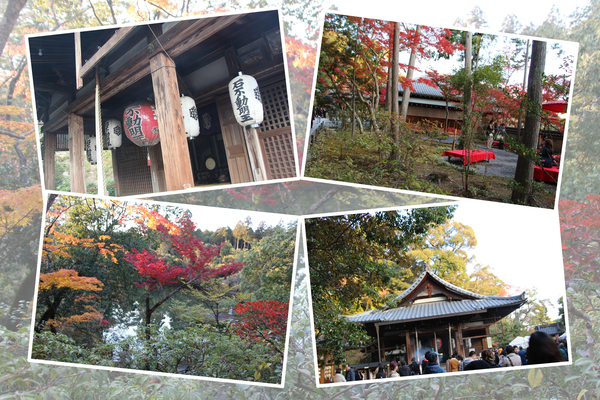 紅葉期の京都・金閣寺「不動堂と周辺風情」