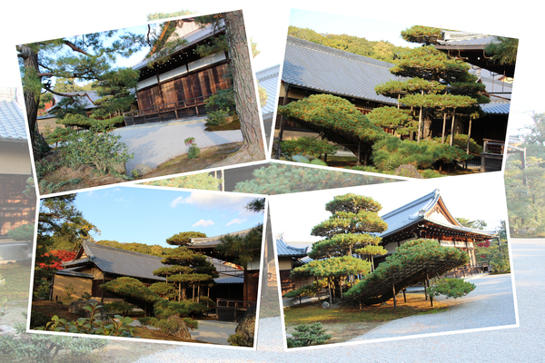 紅葉期の京都・金閣寺「陸舟の松と方丈」