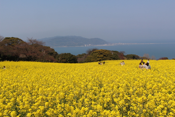 福岡・能古島の「ナノハナ畑」