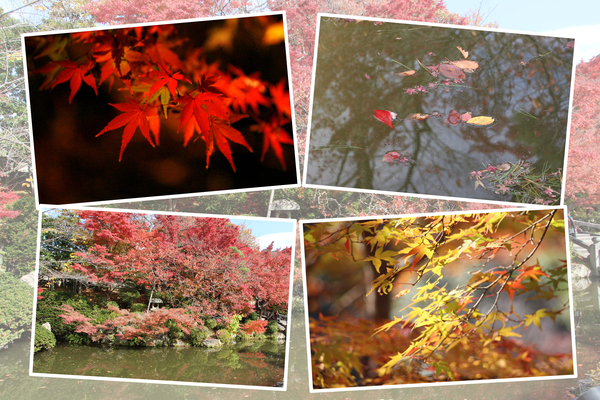 紅葉期の京都・清水寺「放生池と木々の秋」