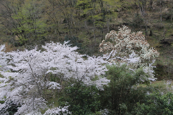 春の深耶馬溪・一目八景「満開の桜」