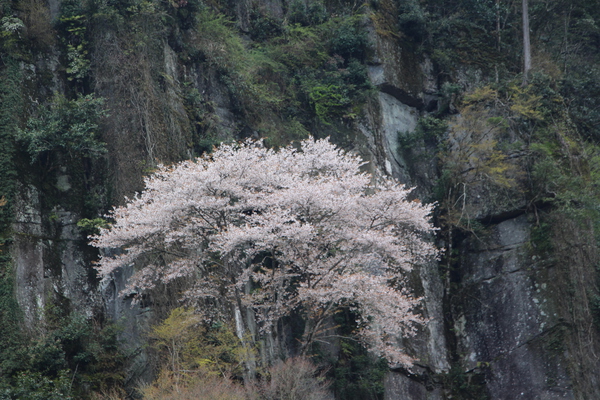春の深耶馬溪・一目八景「山桜と奇岩」