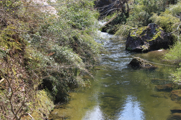 深耶馬溪の「春の谷川」