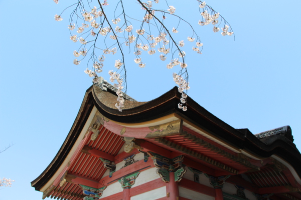 清水寺「桜の枝と西門」