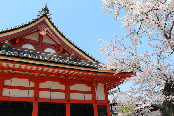 京都・清水寺「桜と経堂」