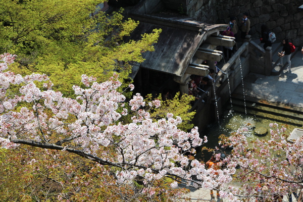 春の京都・清水寺「本堂舞台から見た音羽の滝」