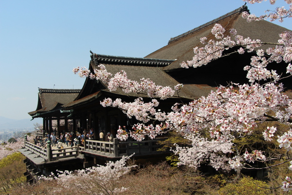 桜と清水寺「懸造り本堂舞台」