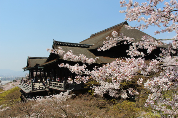 桜と清水寺「懸造り本堂舞台」