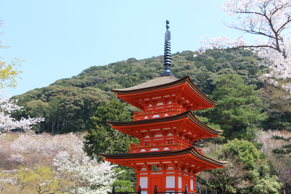 春の京都・清水寺「桜と子安塔」