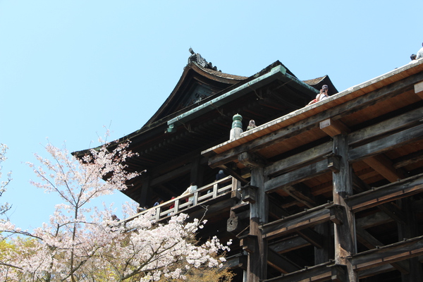 桜の清水寺「懸造り本堂舞台」