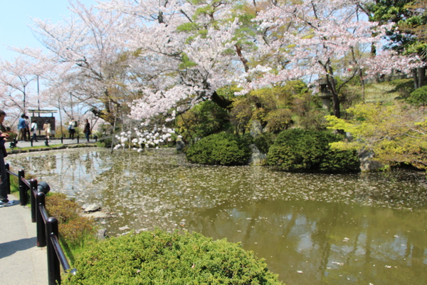 京都・清水寺「春の放生池」