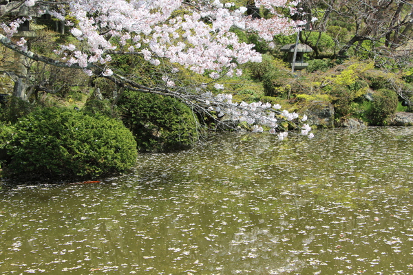春の京都・清水寺「桜と放生池」