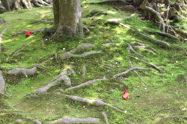 木の根と苔と椿の花片/癒し憩い画像データベース