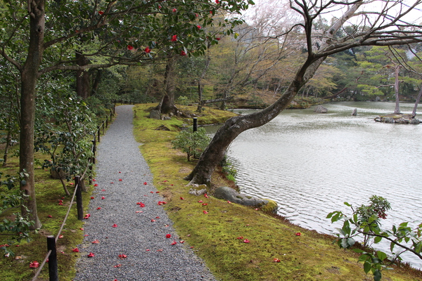 京都・金閣寺「鏡湖池と椿」