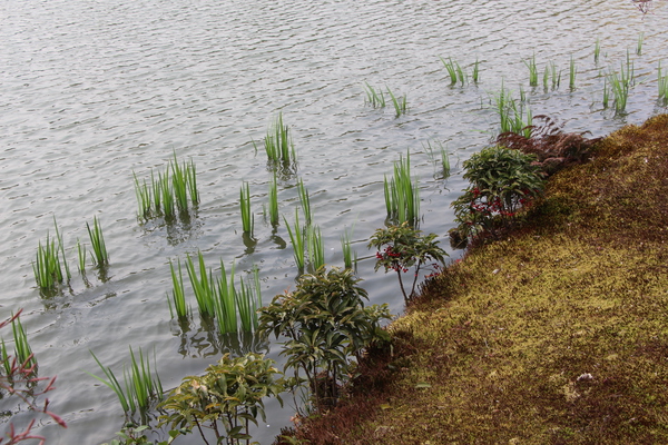 京都・金閣寺「水辺の春」