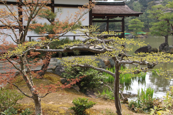 春の京都・金閣寺「鏡湖池の水端」