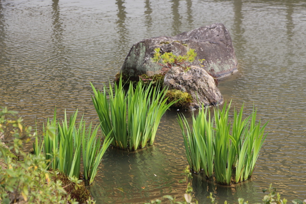 カキツバタの若葉と池面のさざ波
