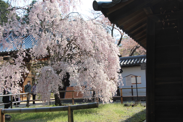 春の京都・醍醐寺「シダレザクラ」