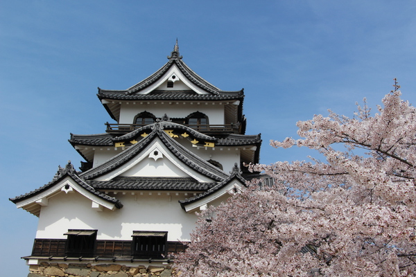 春の・彦根城「天守閣と桜」